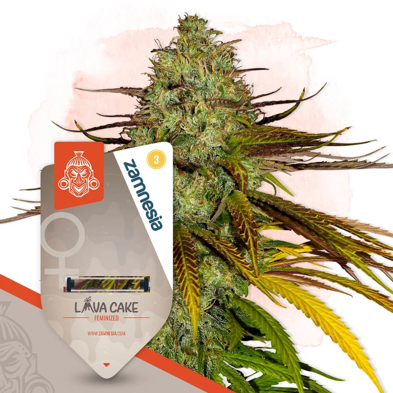 Lava Cake van Zamnesia Seeds