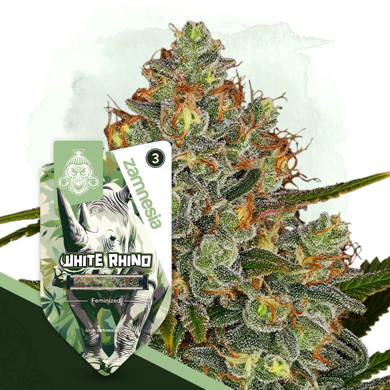 White Rhino van Zamnesia Seeds