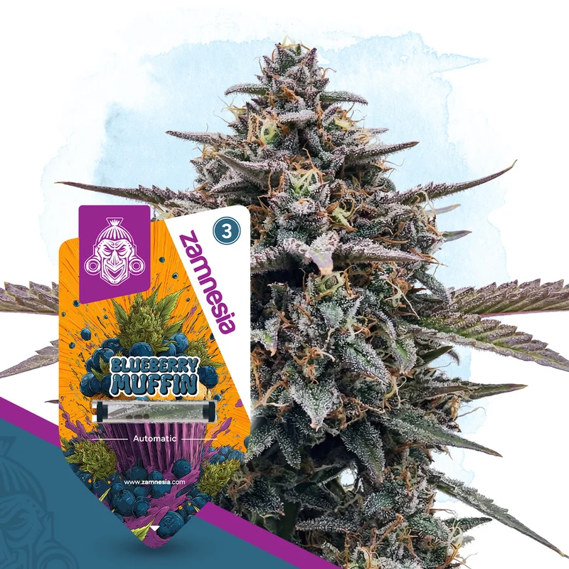 Blueberry Crumble van Zamnesia Seeds