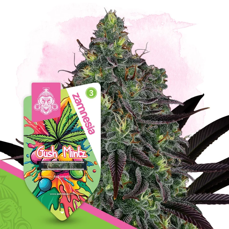 Gush Mintz van Zamnesia Seeds