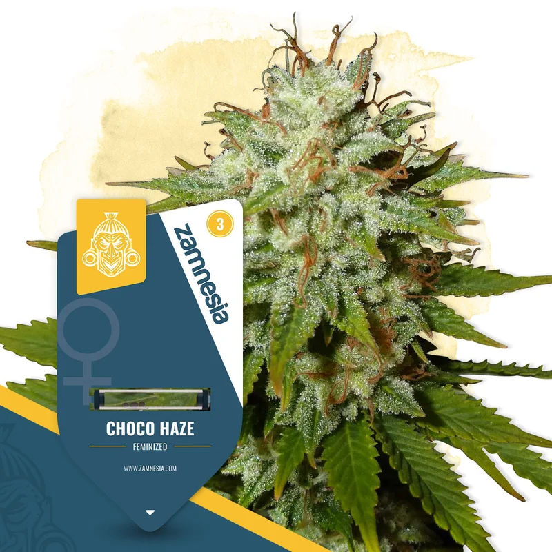Choco Haze van Zamnesia Seeds