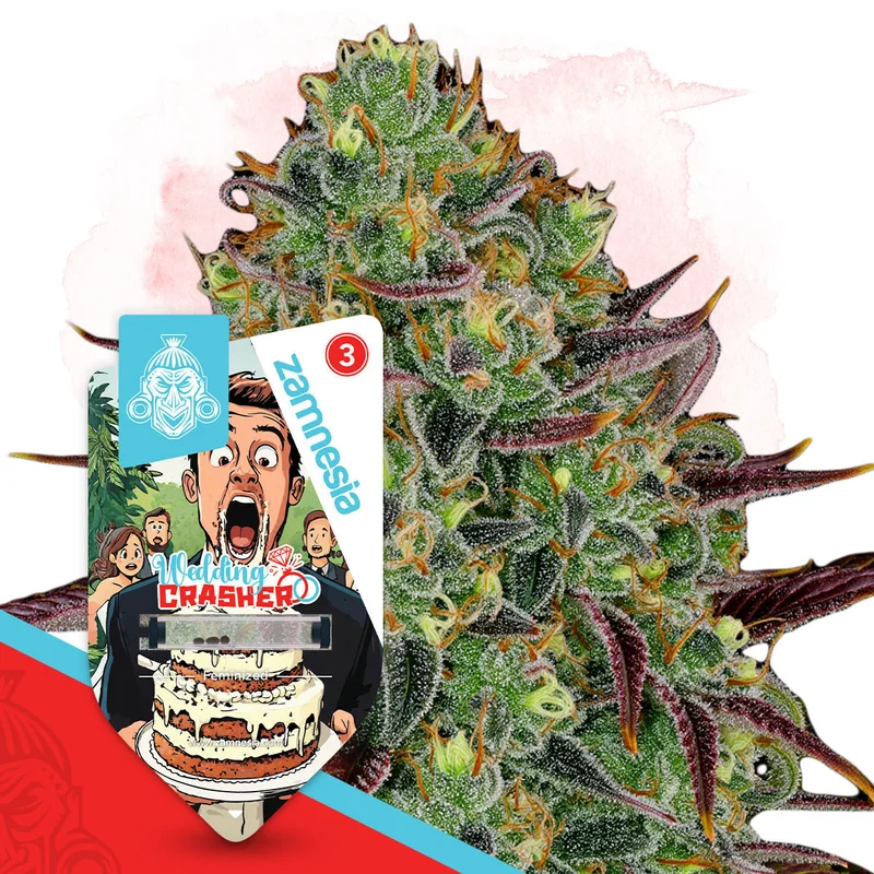 Wedding Crasher van Zamnesia Seeds