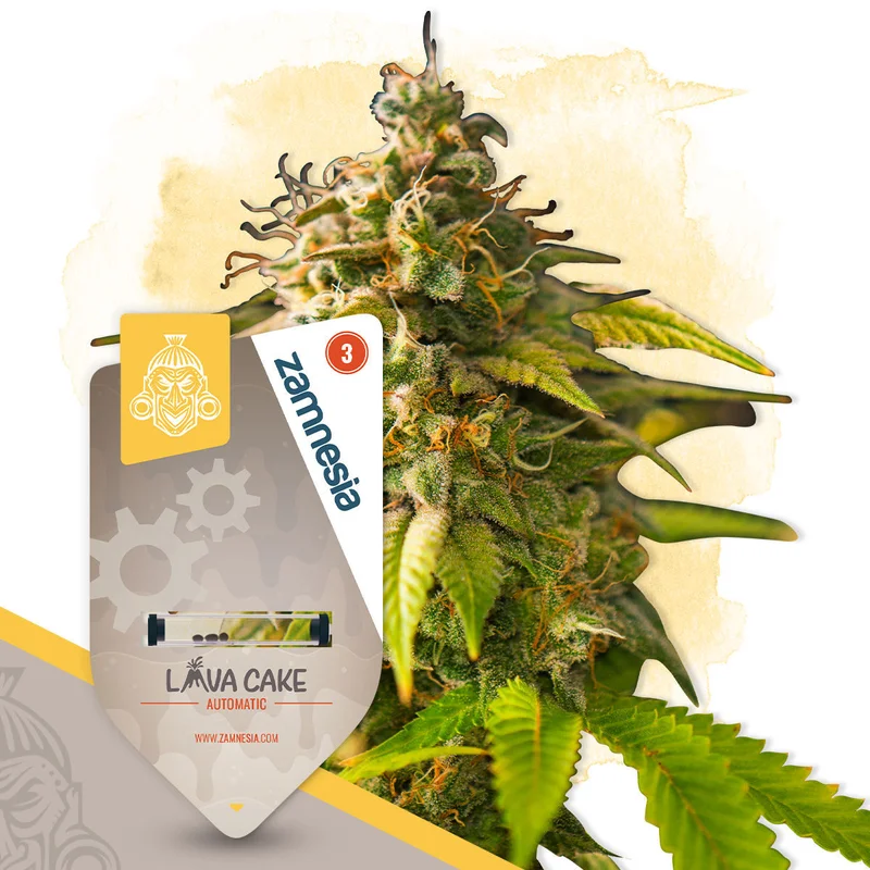 Lava Cake van Zamnesia Seeds