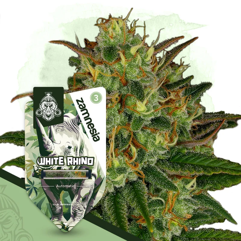 White Rhino van Zamnesia Seeds