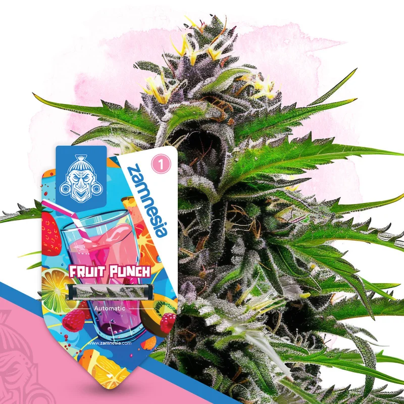 Fruit Punch van Zamnesia Seeds