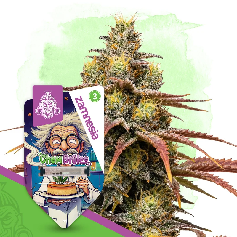 Chem Brulee van Zamnesia Seeds