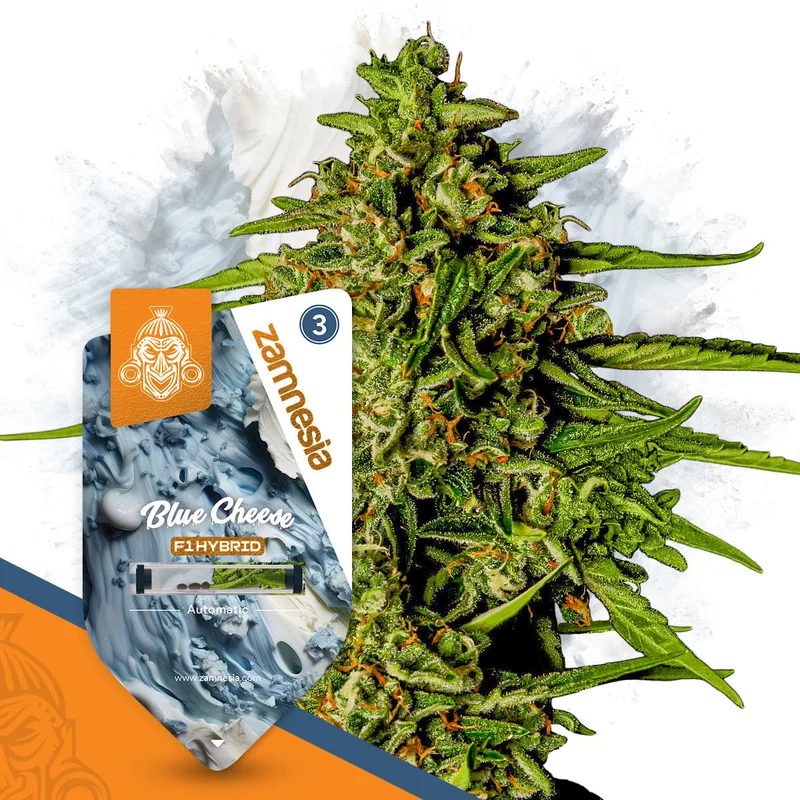 Blue Cheese F1 van Zamnesia Seeds