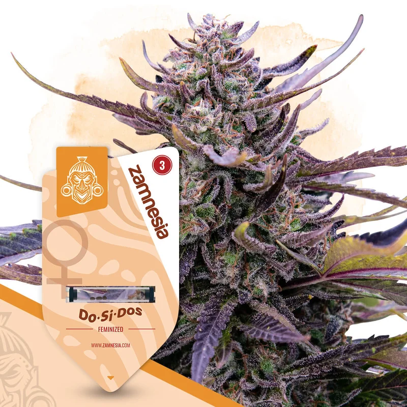 Do-Si-Dos van Zamnesia Seeds