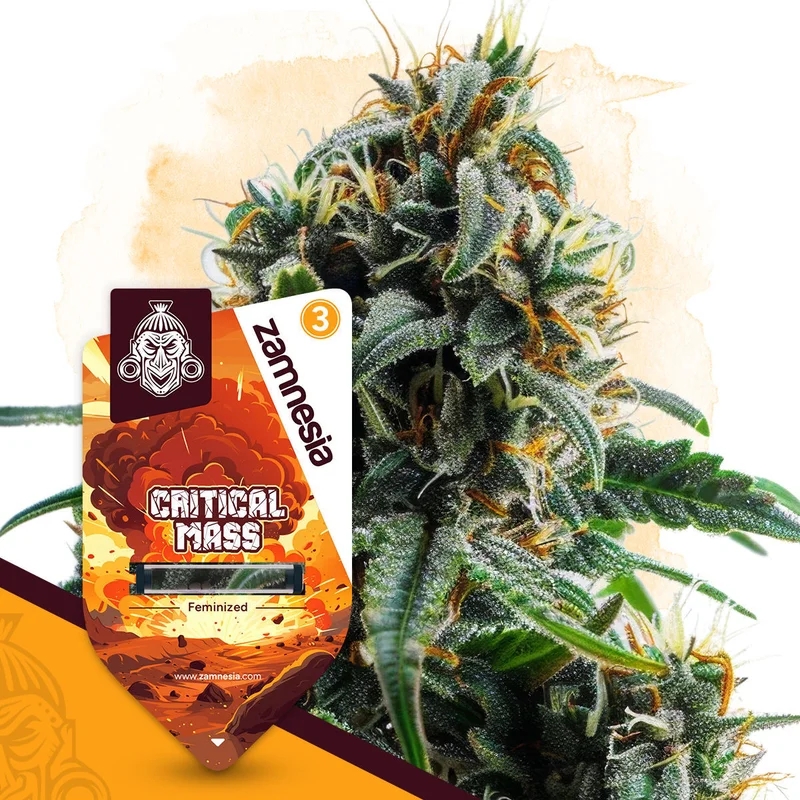 Critical Mass van Zamnesia Seeds