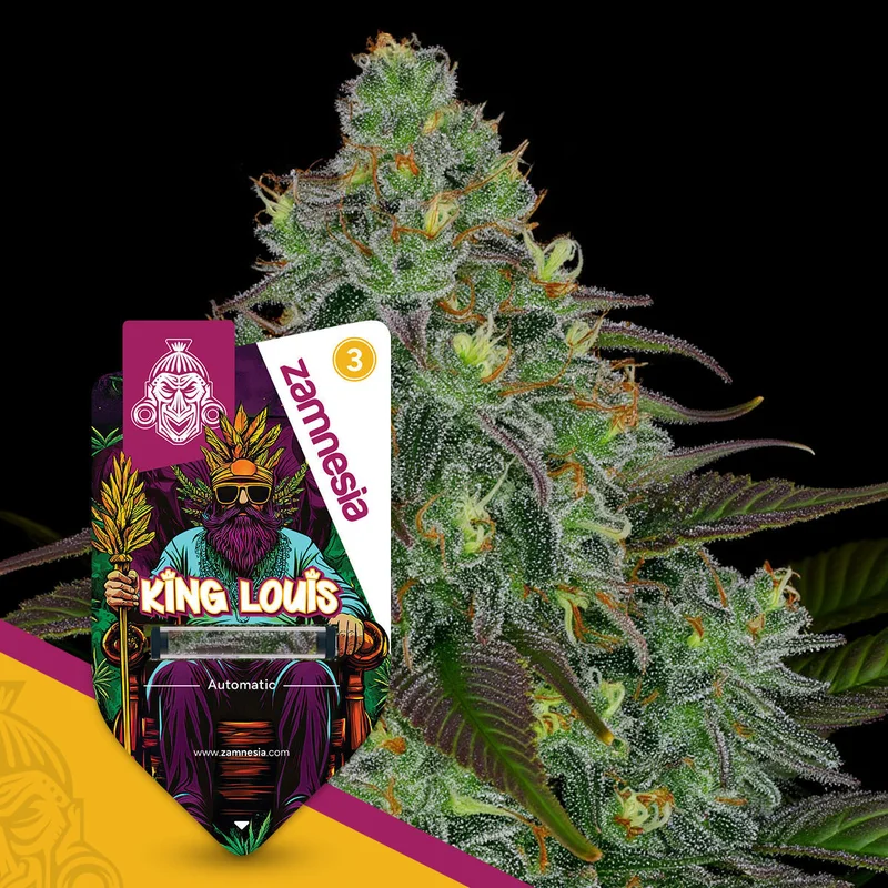 King Louis van Zamnesia Seeds