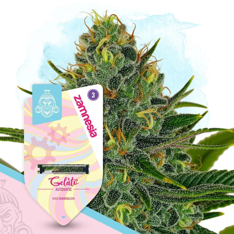 Gelato van Zamnesia Seeds
