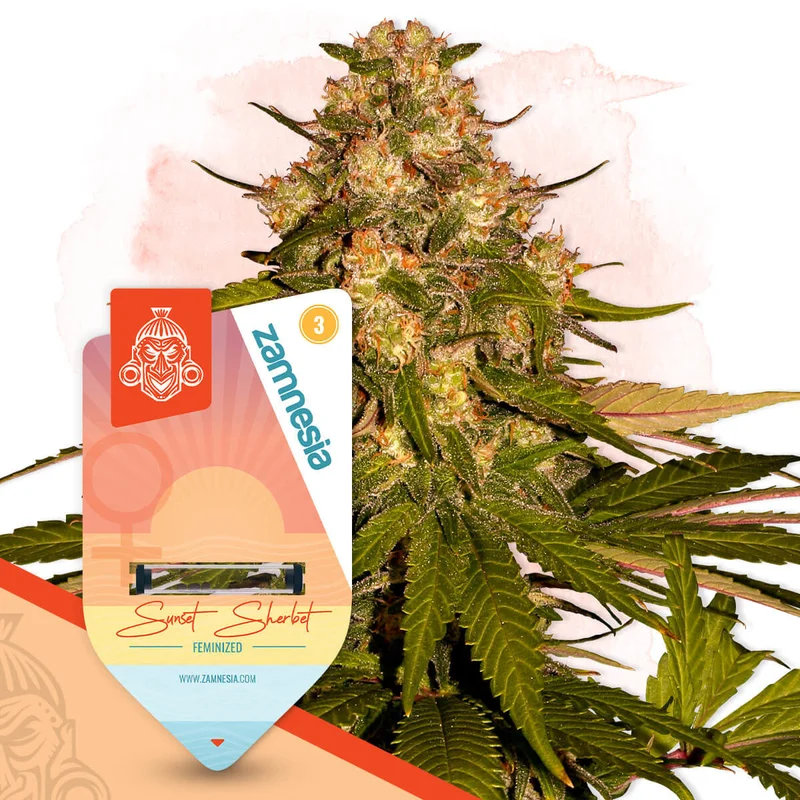 Sunset Sherbet van Zamnesia Seeds
