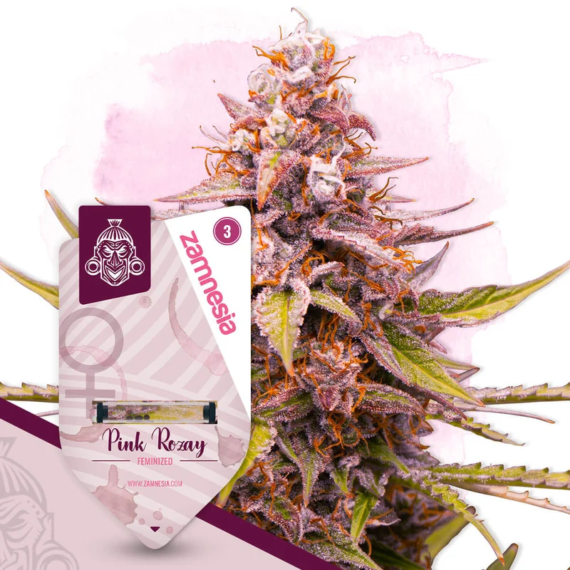 Pink Rozay van Zamnesia Seeds