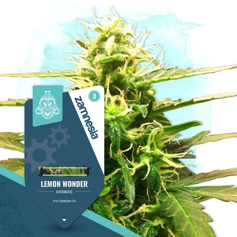 Lemon Wonder van Zamnesia Seeds