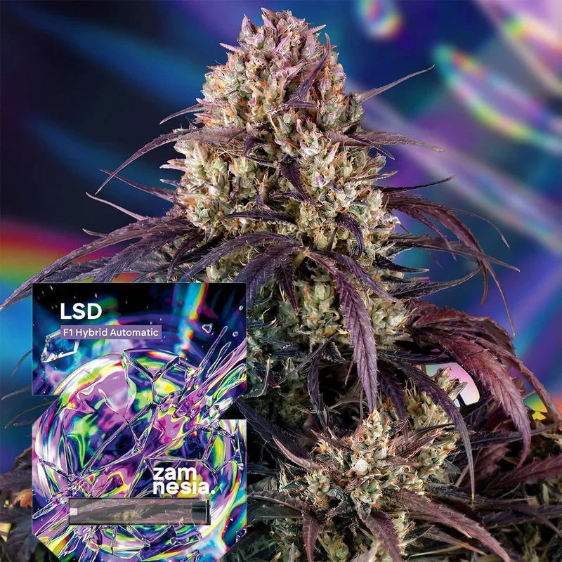 LSD F1 van Zamnesia Seeds