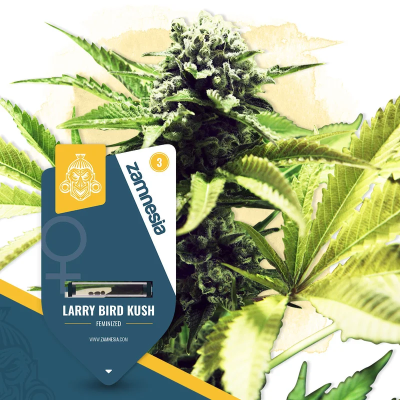 Larry Bird Kush van Zamnesia Seeds