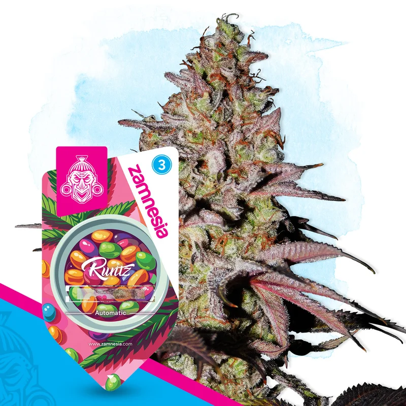 Runtz van Zamnesia Seeds