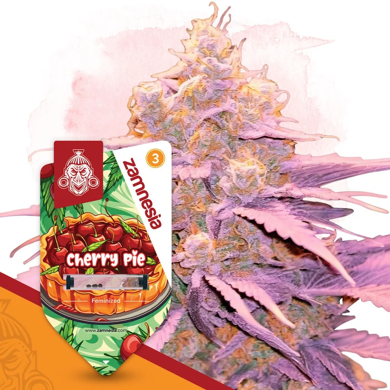 Cherry Pie van Zamnesia Seeds