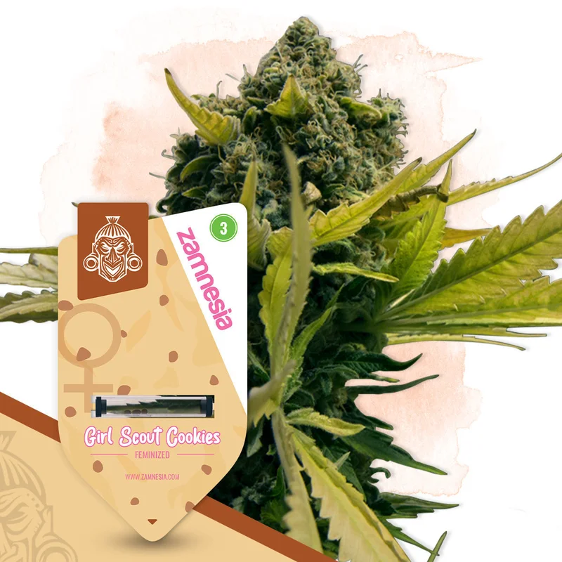 Girl Scout Cookies van Zamnesia Seeds