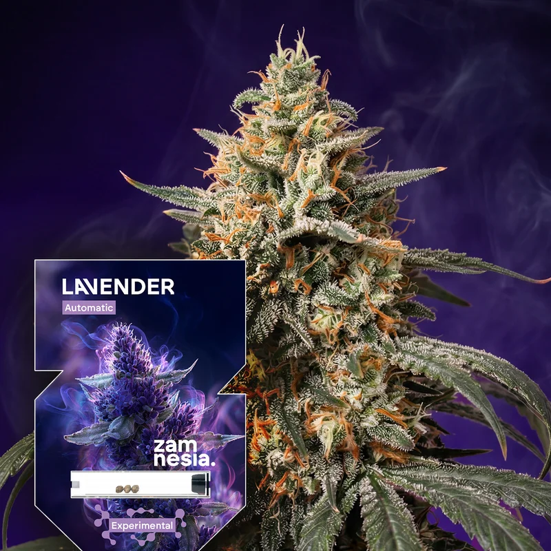 Lavender van Zamnesia Seeds