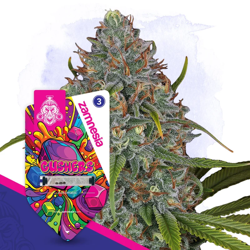 Gushers van Zamnesia Seeds