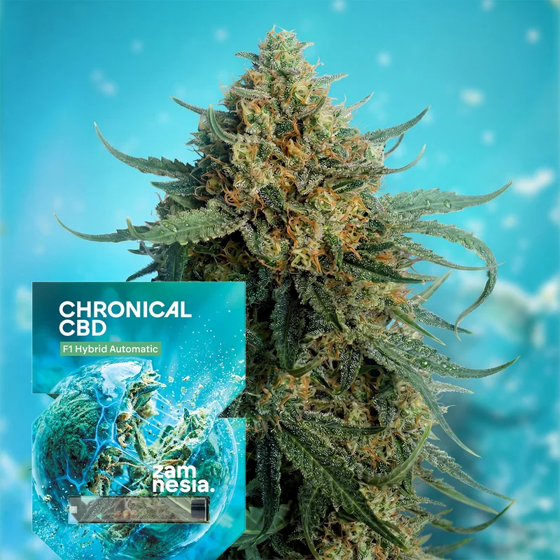 Chronical CBD 1:1 F1 van Zamnesia Seeds