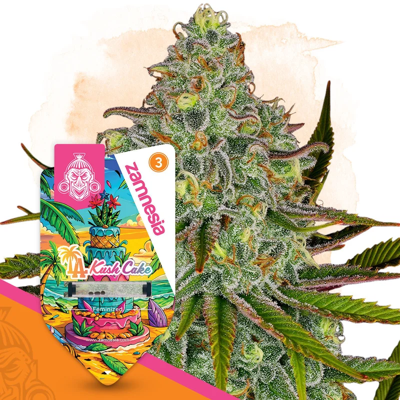 LA Kush Cake van Zamnesia Seeds