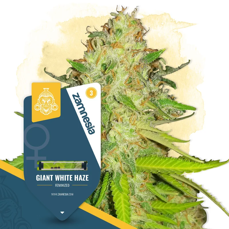 Giant White Haze van Zamnesia Seeds