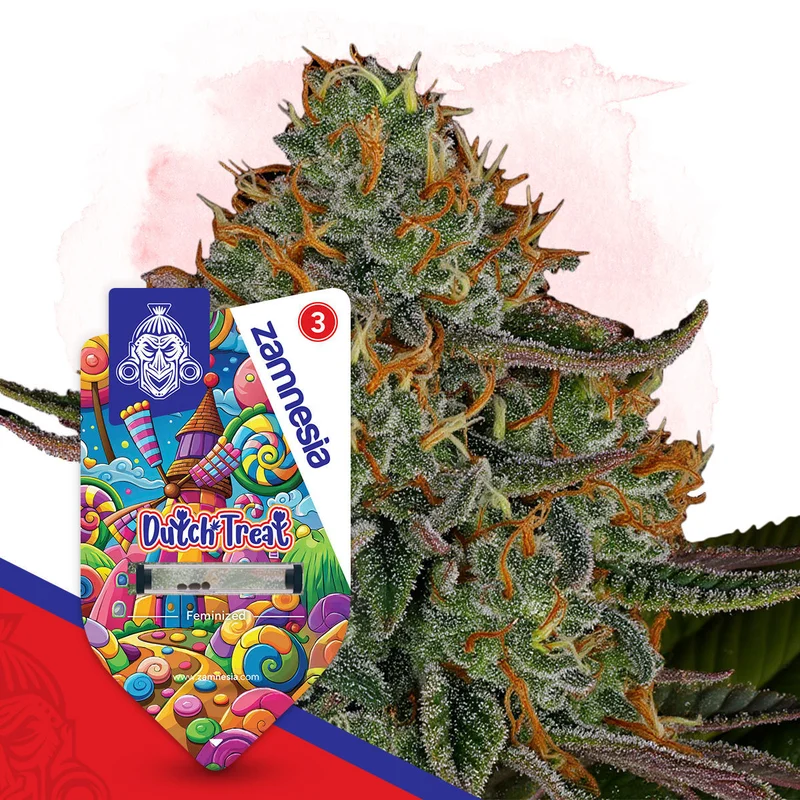 Dutch Treat van Zamnesia Seeds