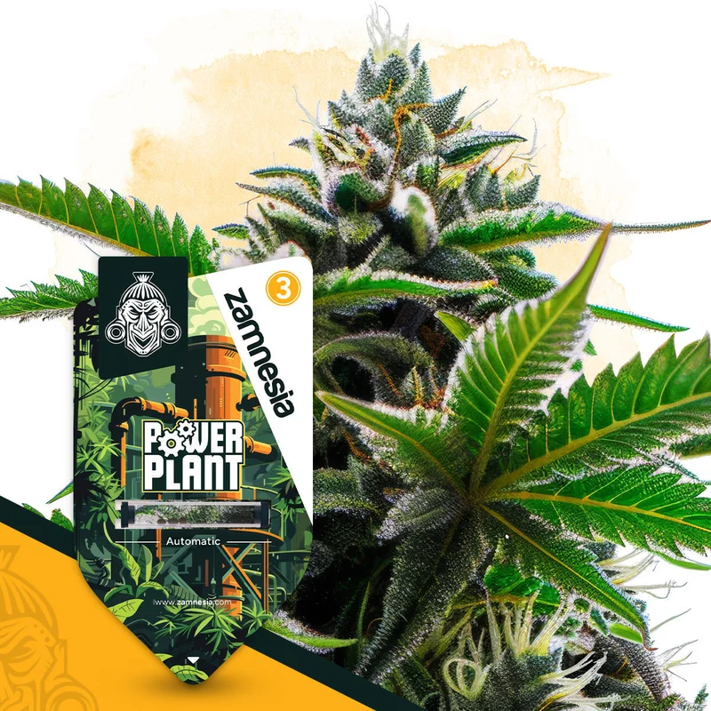 Power Plant van Zamnesia Seeds