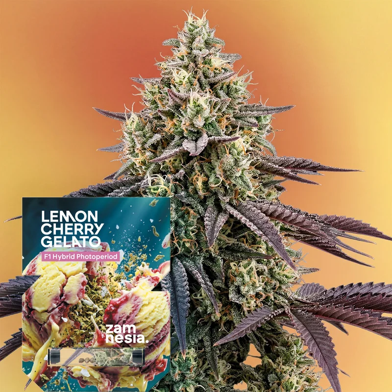 Lemon Cherry Gelato F1 van Zamnesia Seeds