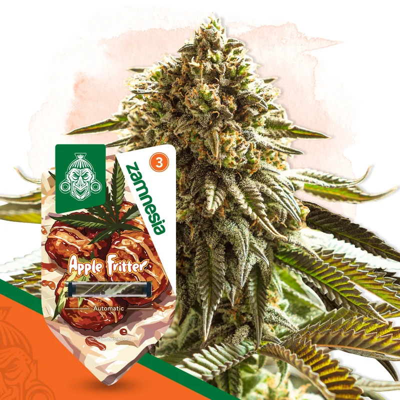 Apple Fritter van Zamnesia Seeds