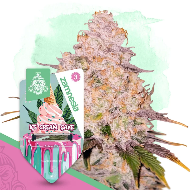 Ice Cream Cake van Zamnesia Seeds