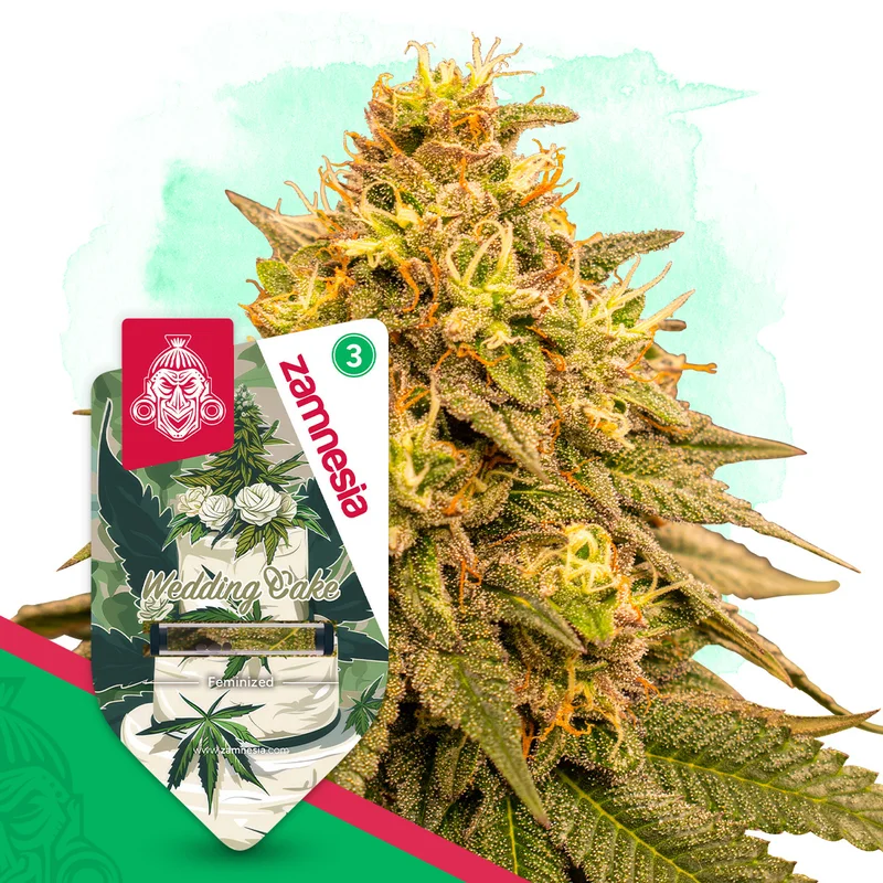 Wedding Cake van Zamnesia Seeds