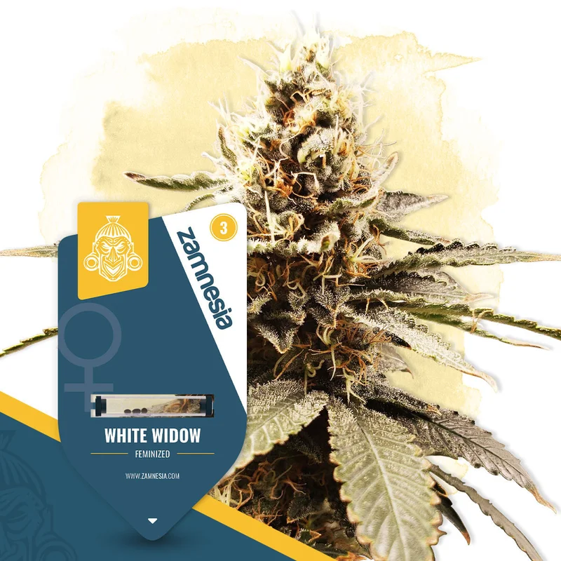 White Widow van Zamnesia Seeds