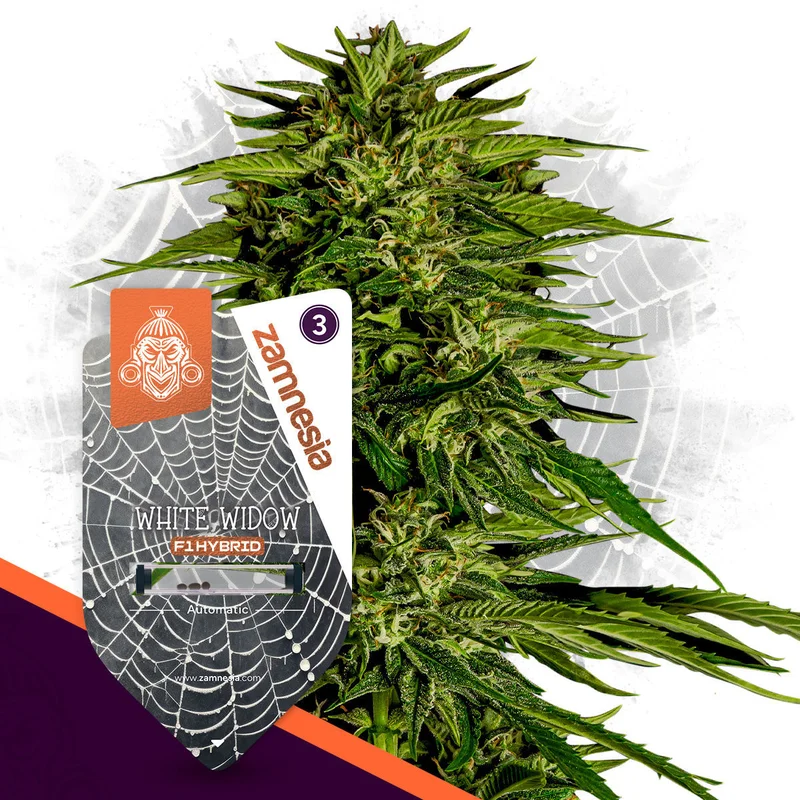 White Widow F1 van Zamnesia Seeds