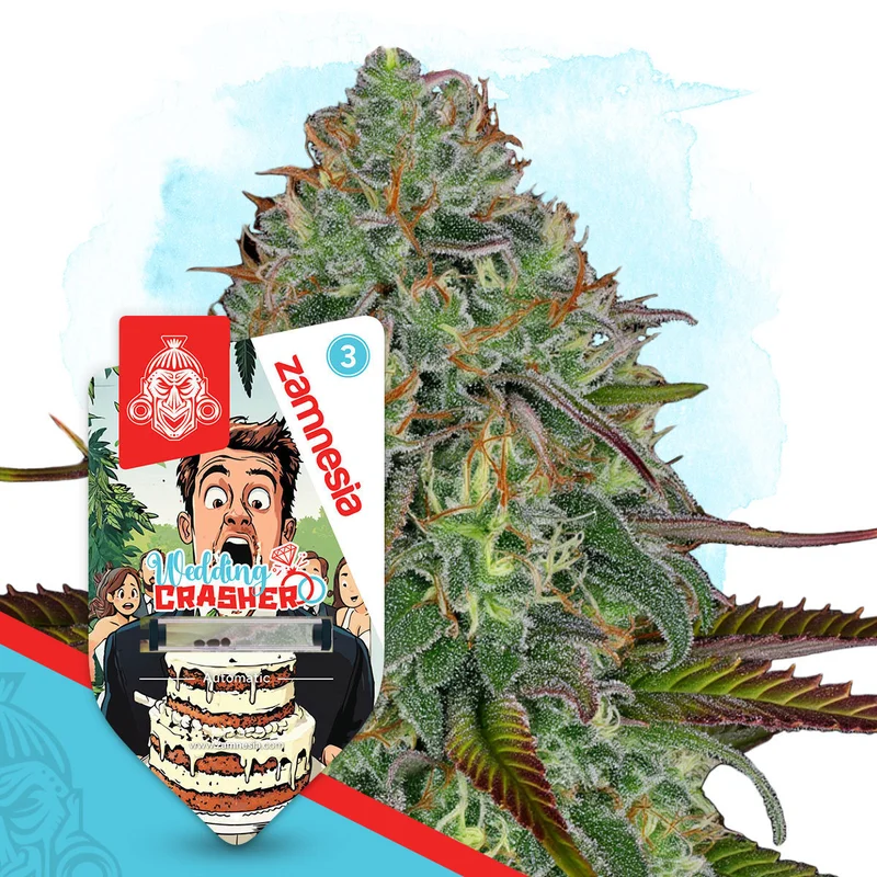 Wedding Crasher van Zamnesia Seeds
