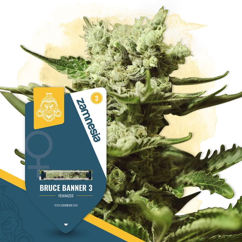 Bruce Banner 3 van Zamnesia Seeds