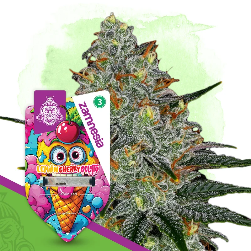 Lemon Cherry Gelato van Zamnesia Seeds