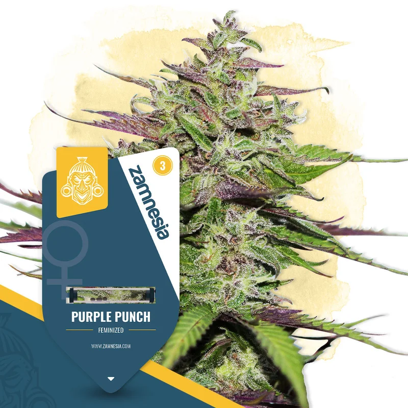 Purple Punch van Zamnesia Seeds