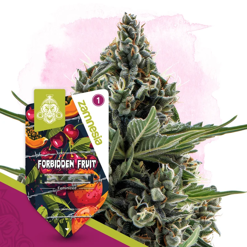 Forbidden Fruit van Zamnesia Seeds