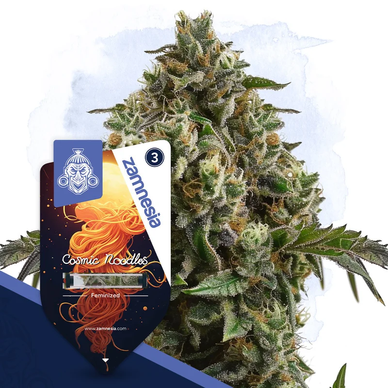 Cosmic Noodles van Zamnesia Seeds