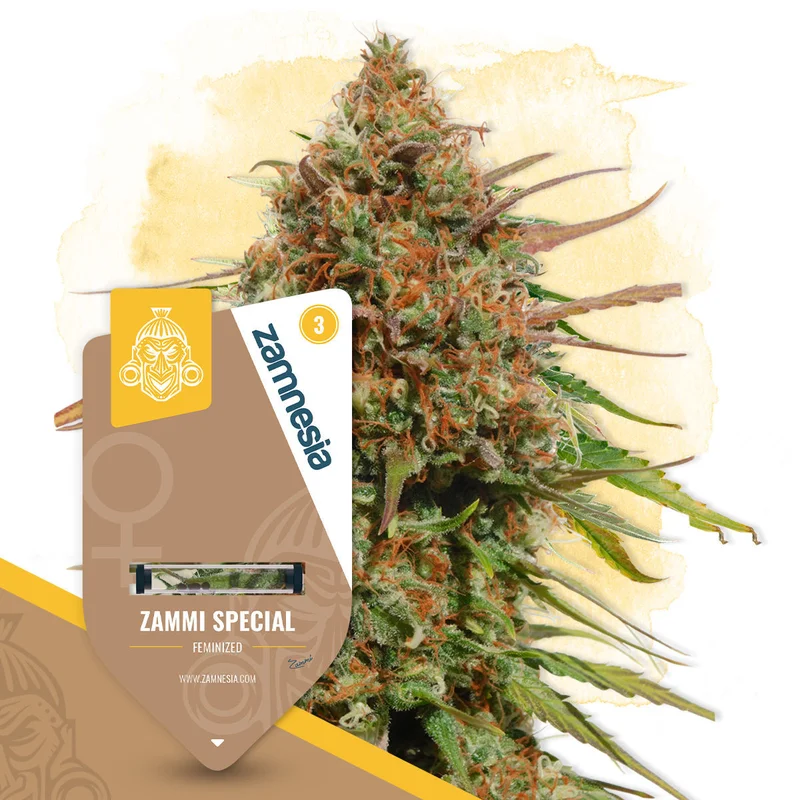 Zammi Special van Zamnesia Seeds