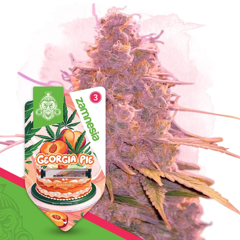 Georgia Pie van Zamnesia Seeds