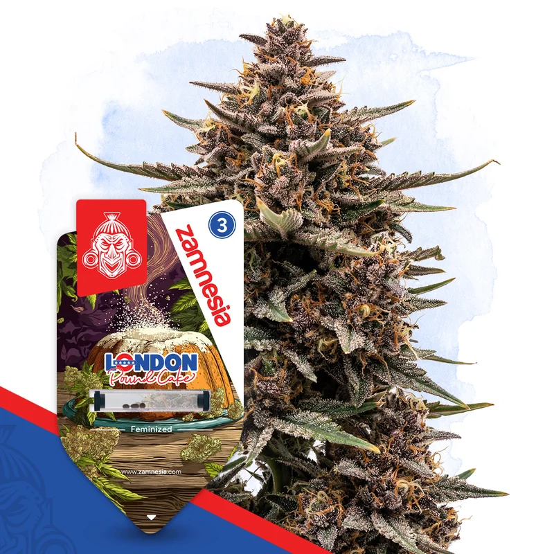 London Pound Cake van Zamnesia Seeds