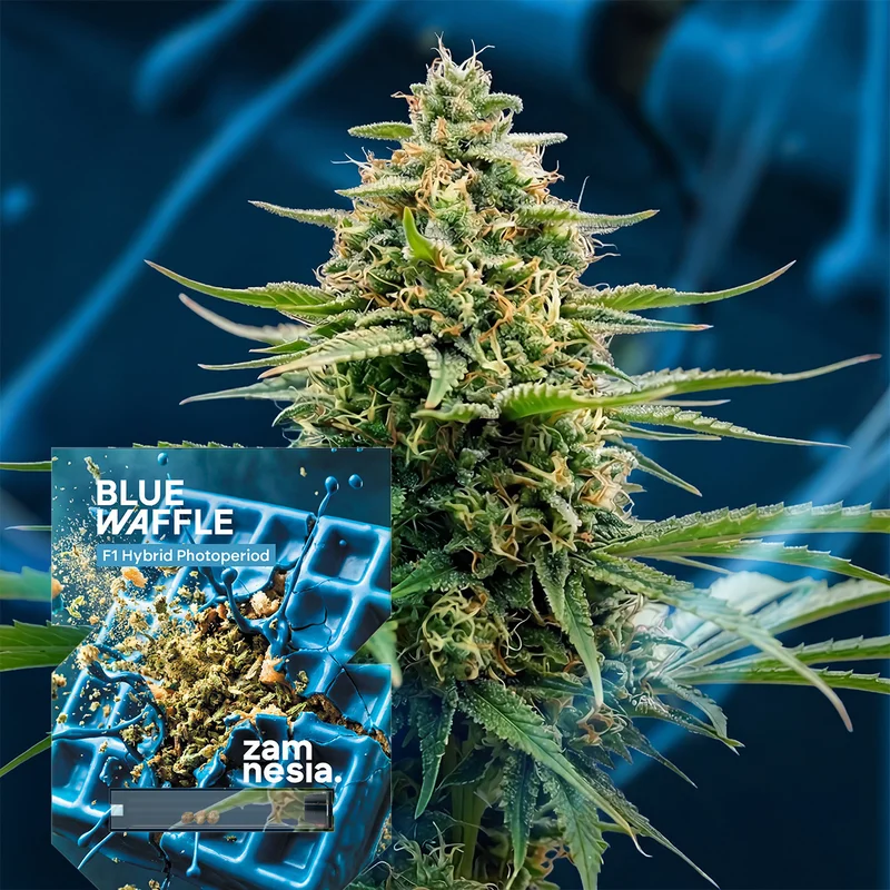 Blue Waffle F1 van Zamnesia Seeds