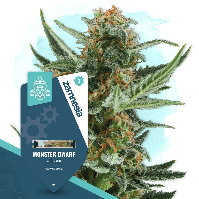 Monster Dwarf van Zamnesia Seeds