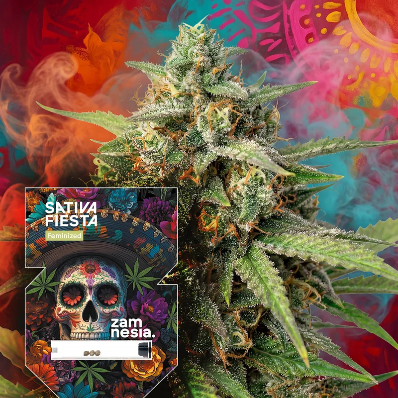 Sativa Fiesta van Zamnesia Seeds