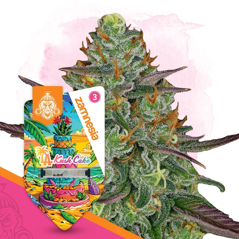 LA Kush Cake van Zamnesia Seeds