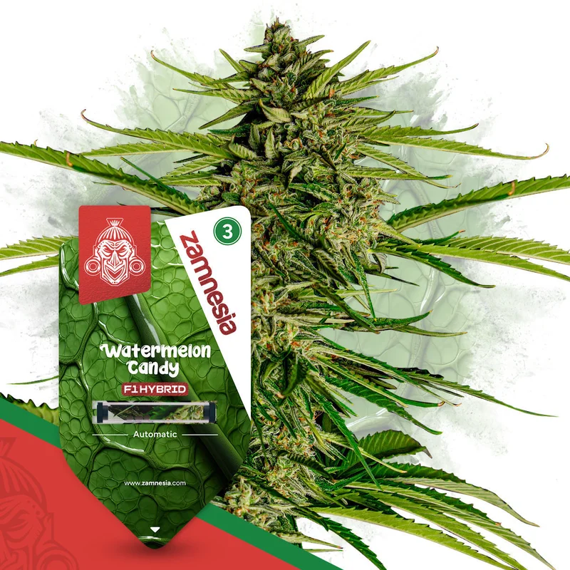 Watermelon Candy F1 van Zamnesia Seeds
